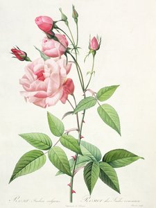 Rosa Indica Vulgaris, graverad av Bessin, från 